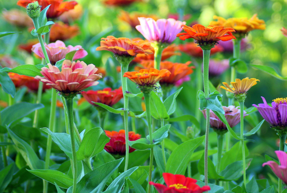 5 Tips to maintaining a beautiful garden