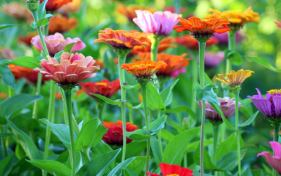 5 Tips to maintaining a beautiful garden