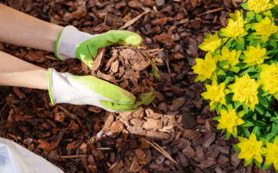 Why mulch is good for your garden