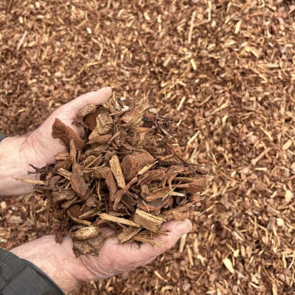 Pine Bark